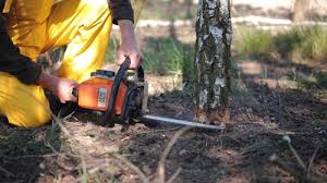 Best Arborist Consultation Services  in Lakewood, CA