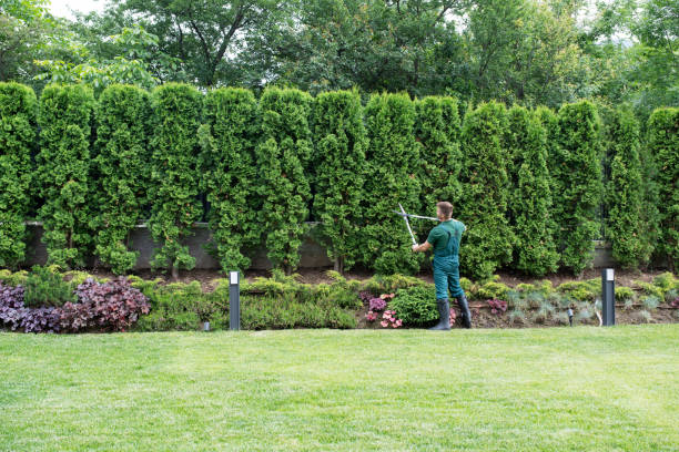 Best Tree Fertilization Services  in Lakewood, CA