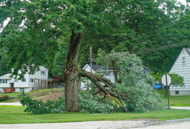 Best Residential Tree Removal  in Lakewood, CA