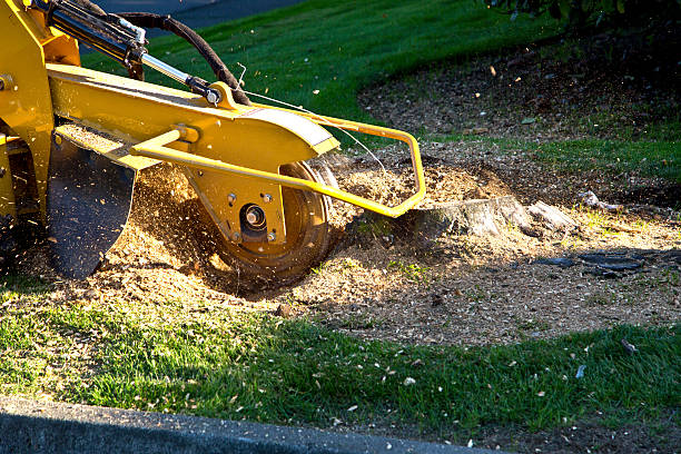 Lawn Grading and Leveling in Lakewood, CA